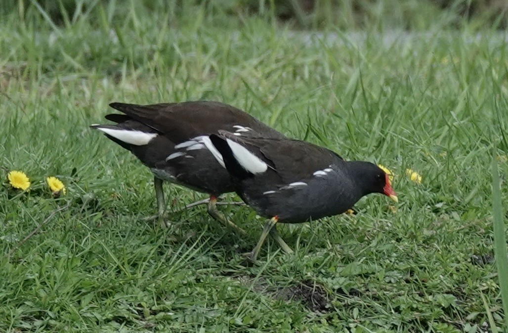 Eurasian Moorhen - Josef Trojan