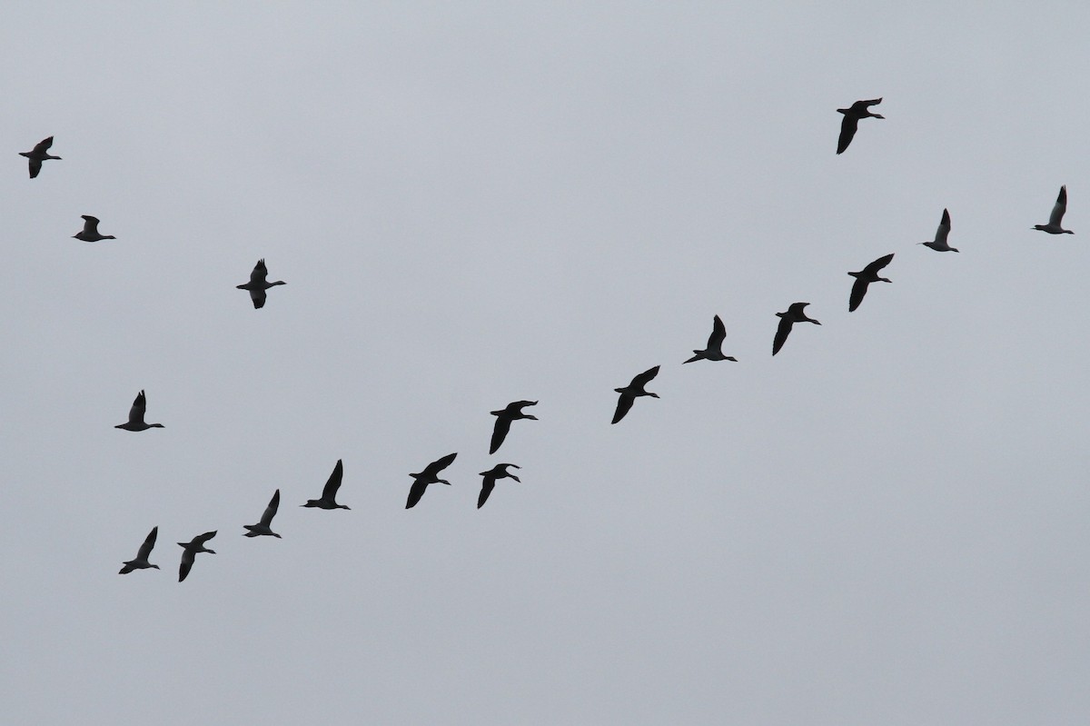 Snow/Ross's Goose - Geoffrey Urwin