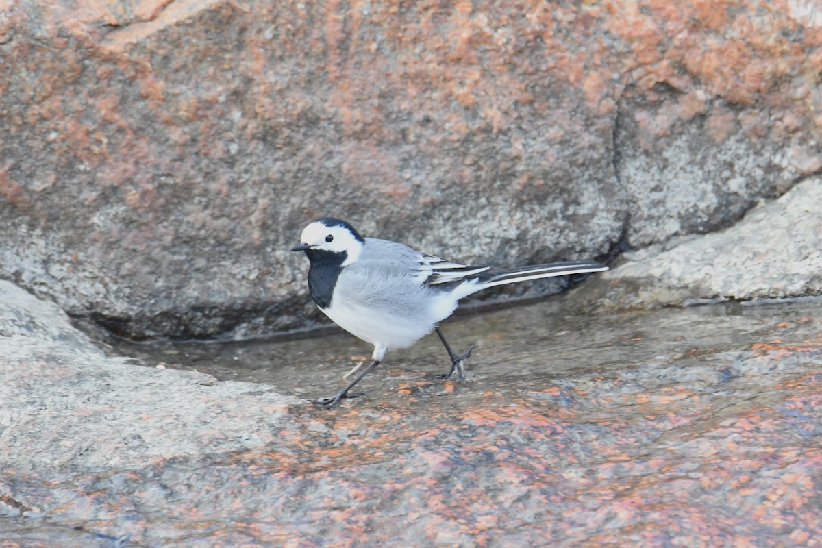 White Wagtail - Diego García Díaz