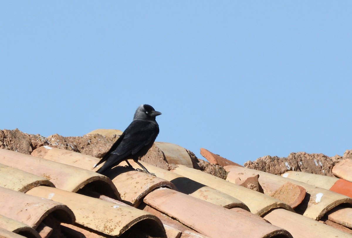 Eurasian Jackdaw - ML617786002