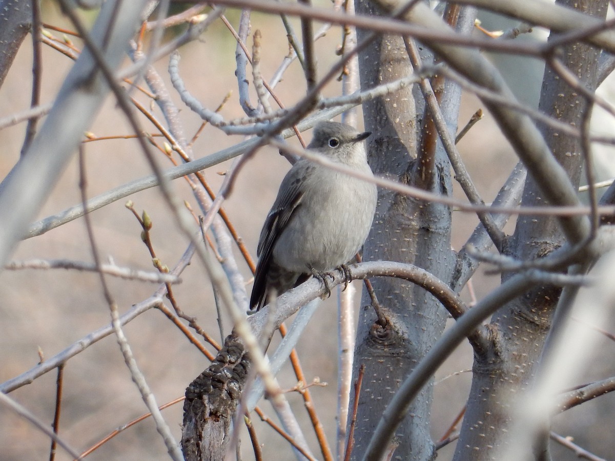 Townsend's Solitaire - ML617786017