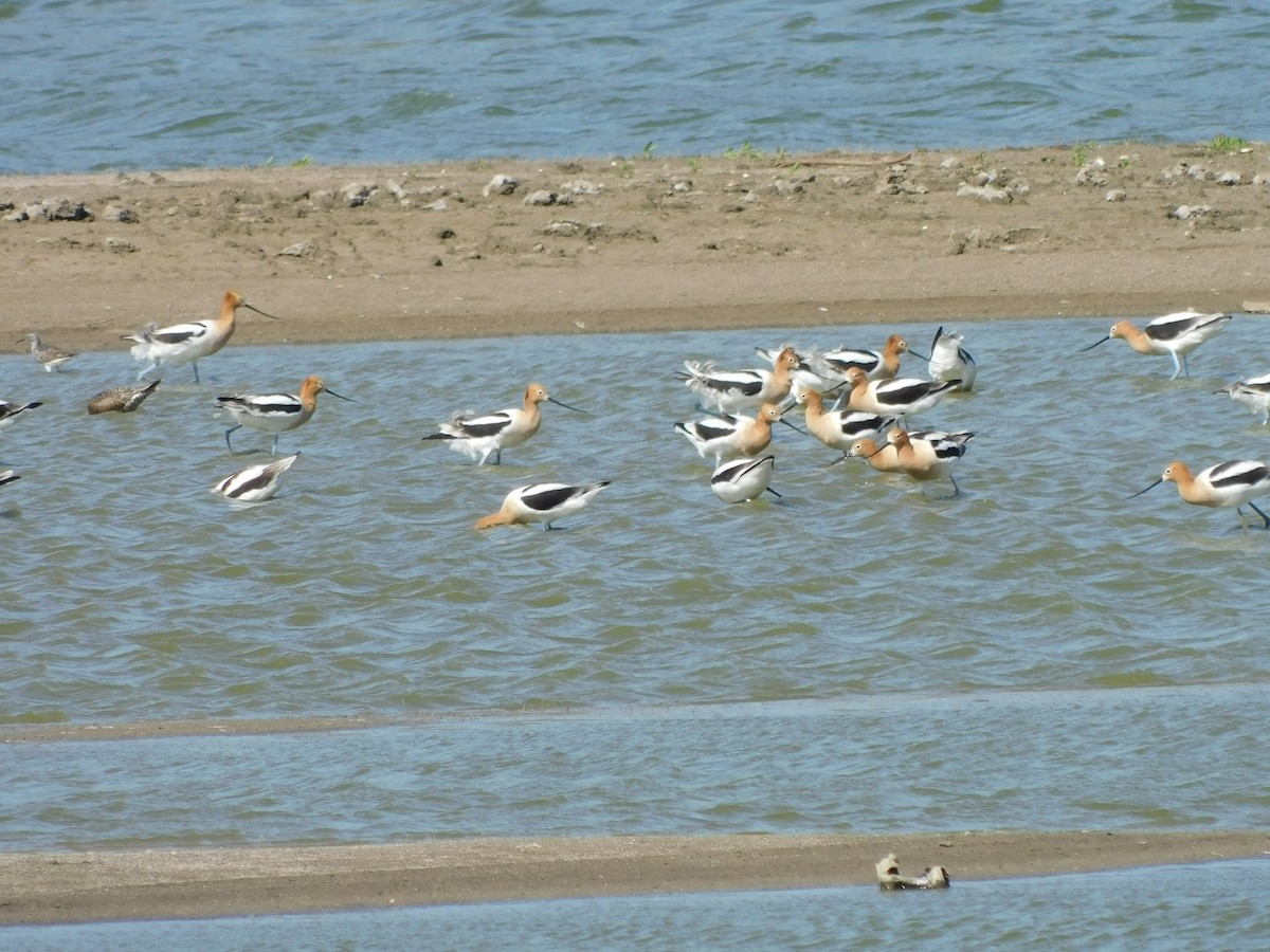 Avocette d'Amérique - ML617786019