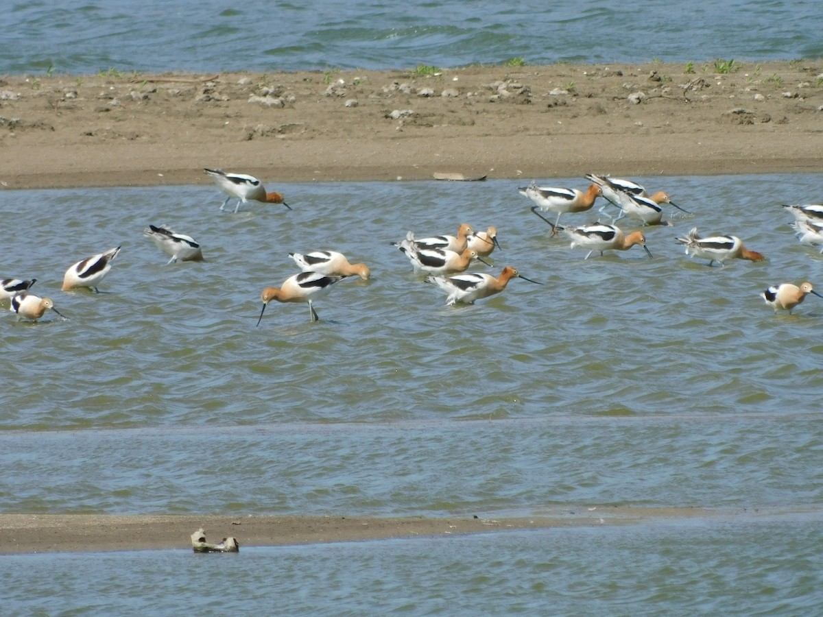 Avocette d'Amérique - ML617786021