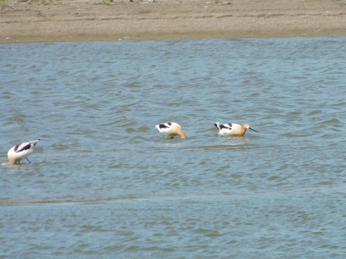 Avocette d'Amérique - ML617786022