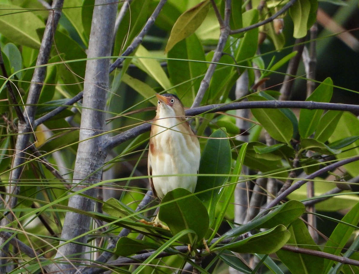 Least Bittern - ML617786059