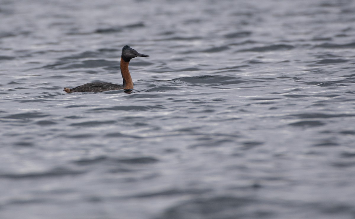 Great Grebe - ML617786079