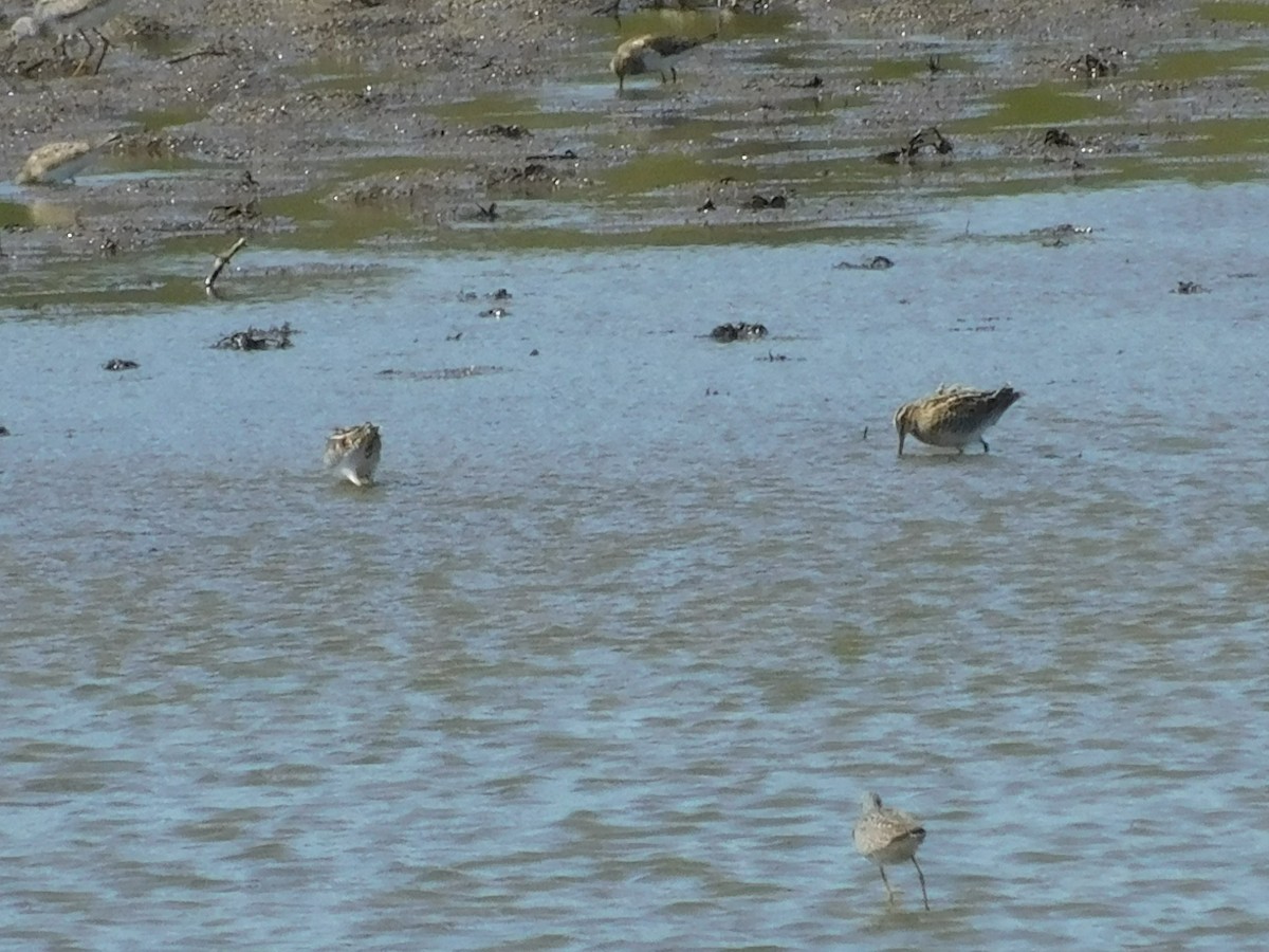 Wilson's Snipe - ML617786130