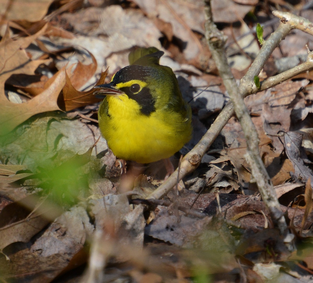 Kentucky Warbler - Ed Bailey