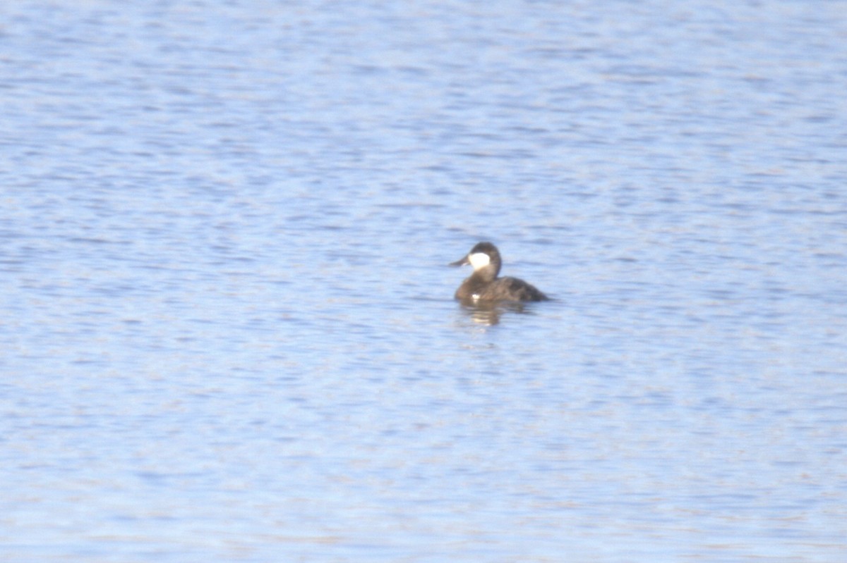 Ruddy Duck - ML617786135