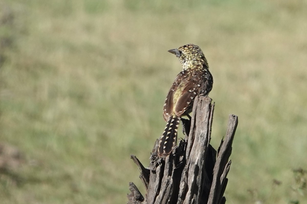 D'Arnaud's Barbet (Usambiro) - ML617786149