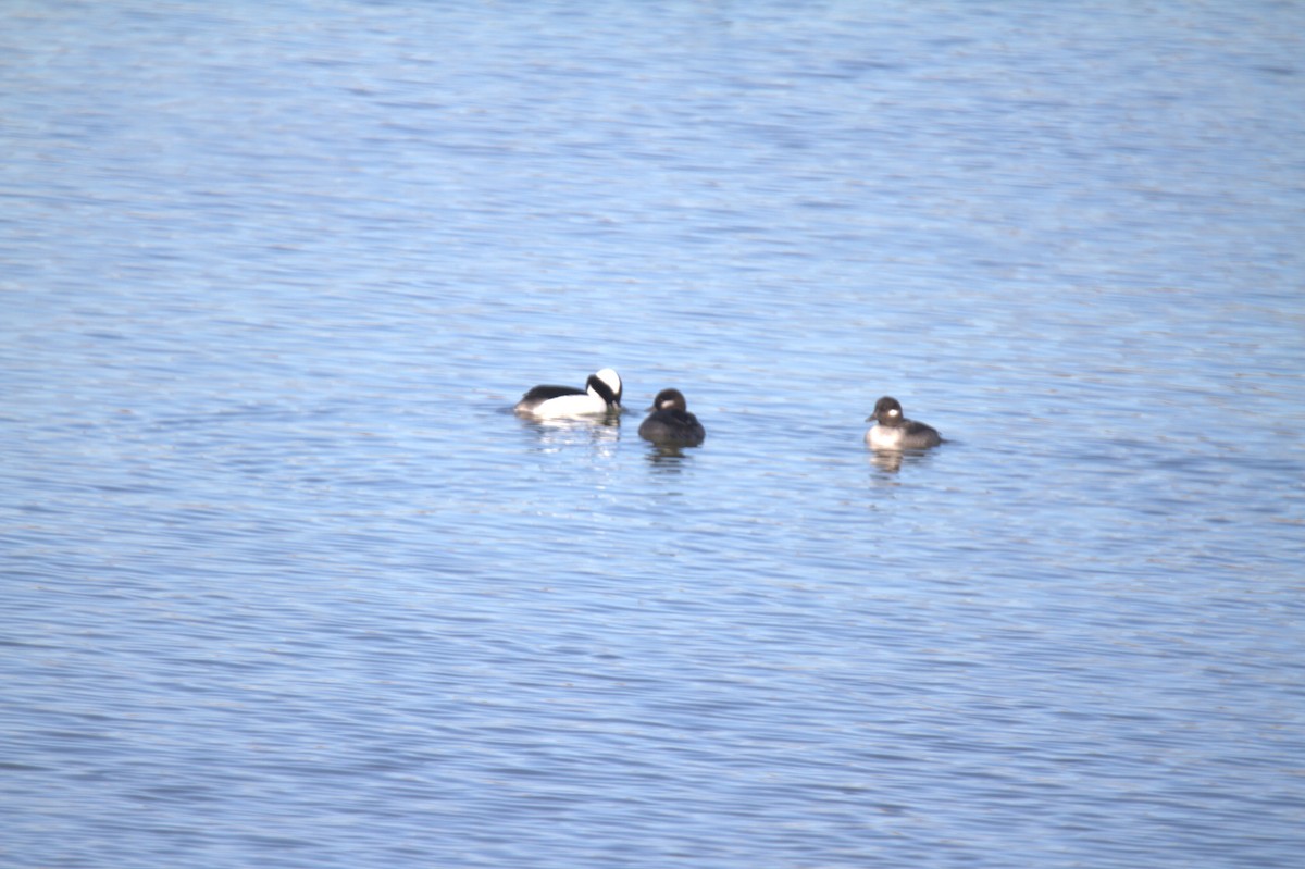 Bufflehead - ML617786151