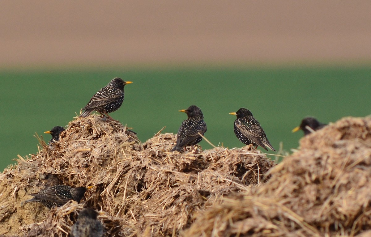 European Starling - ML617786152