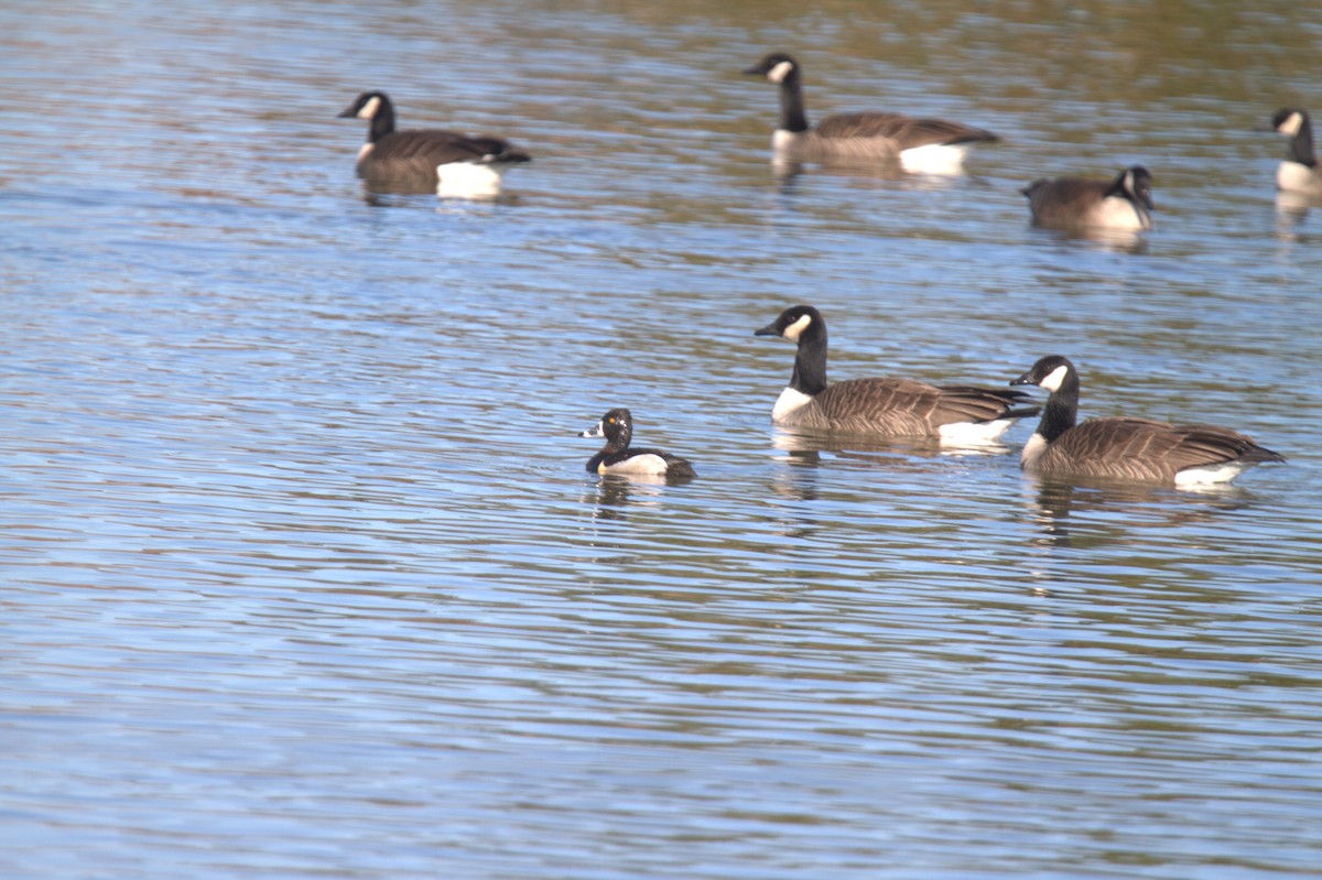 Ring-necked Duck - ML617786153