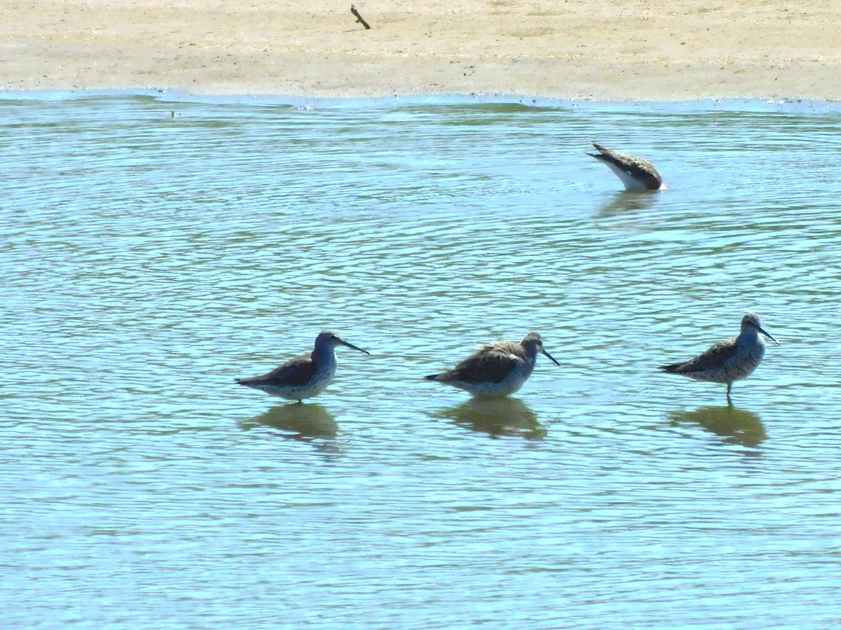 Stilt Sandpiper - ML617786160