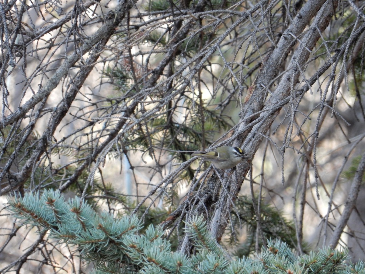 Golden-crowned Kinglet - ML617786171