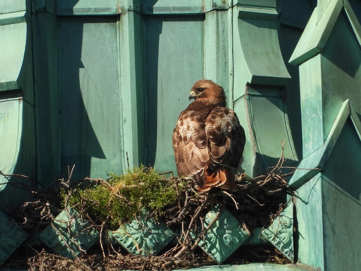 rødstjertvåk - ML617786173