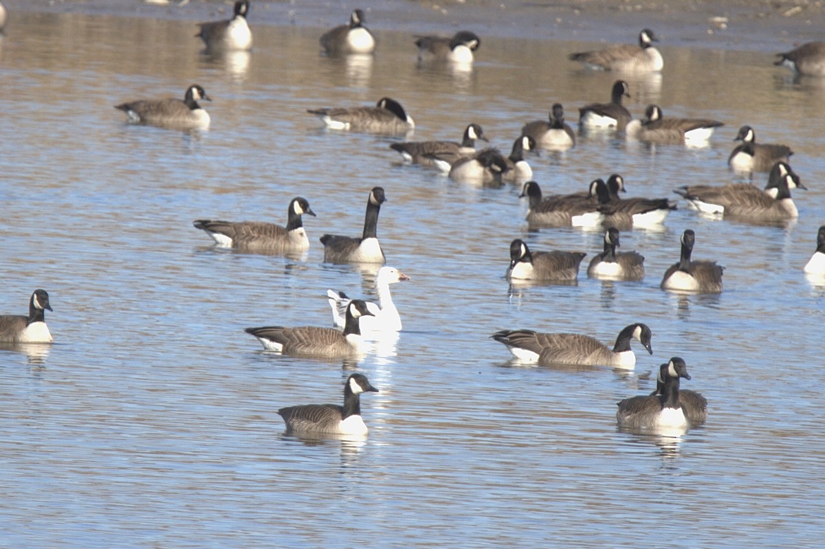 Canada Goose - ML617786194