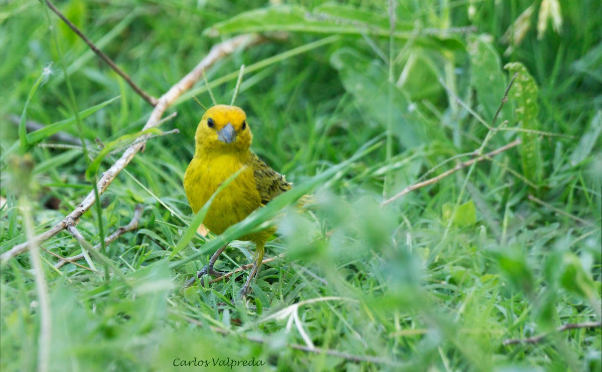 Saffron Finch - ML617786218