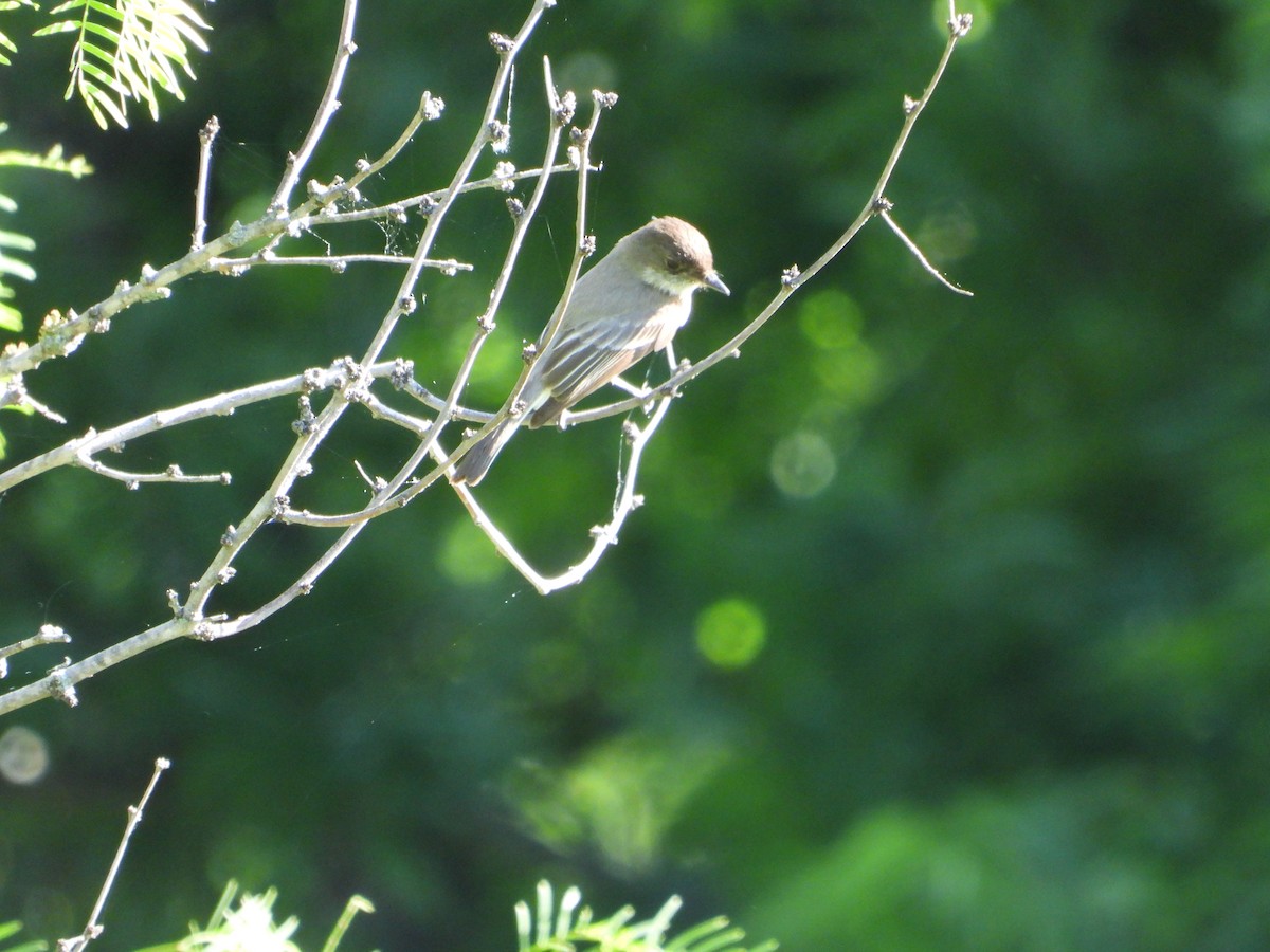 Eastern Phoebe - Vidhya Sundar