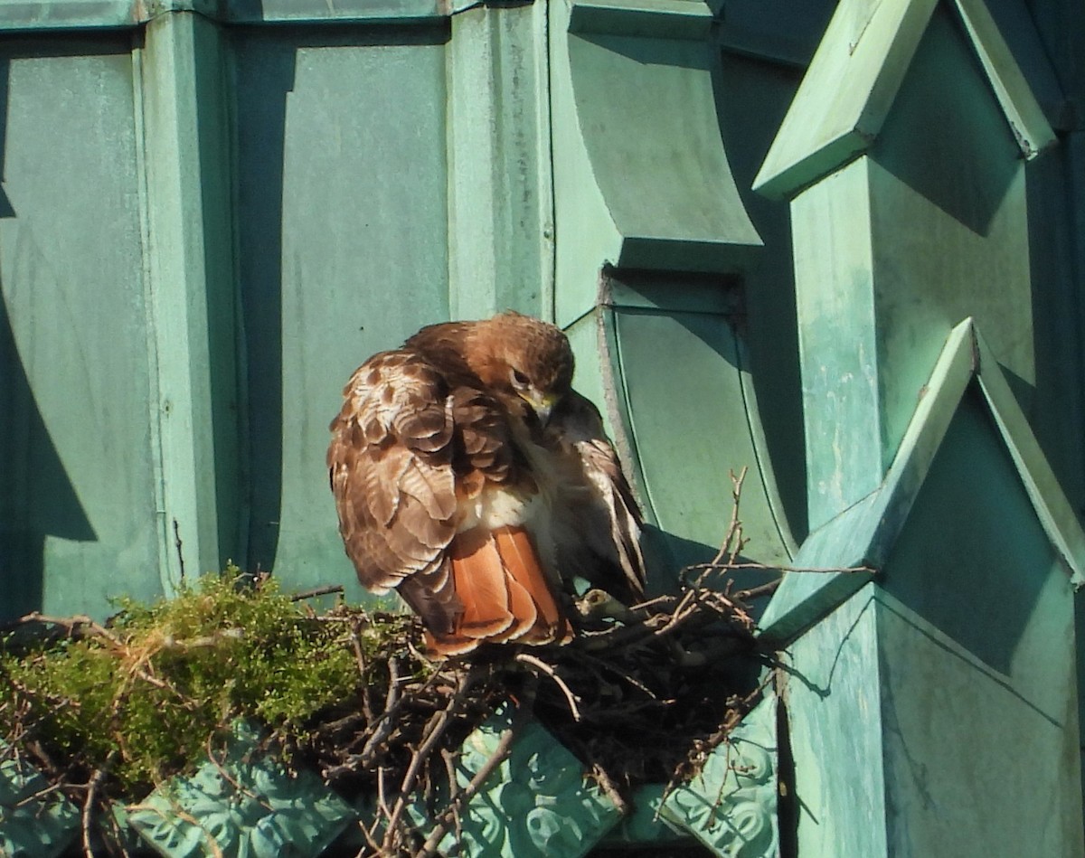 rødstjertvåk - ML617786257