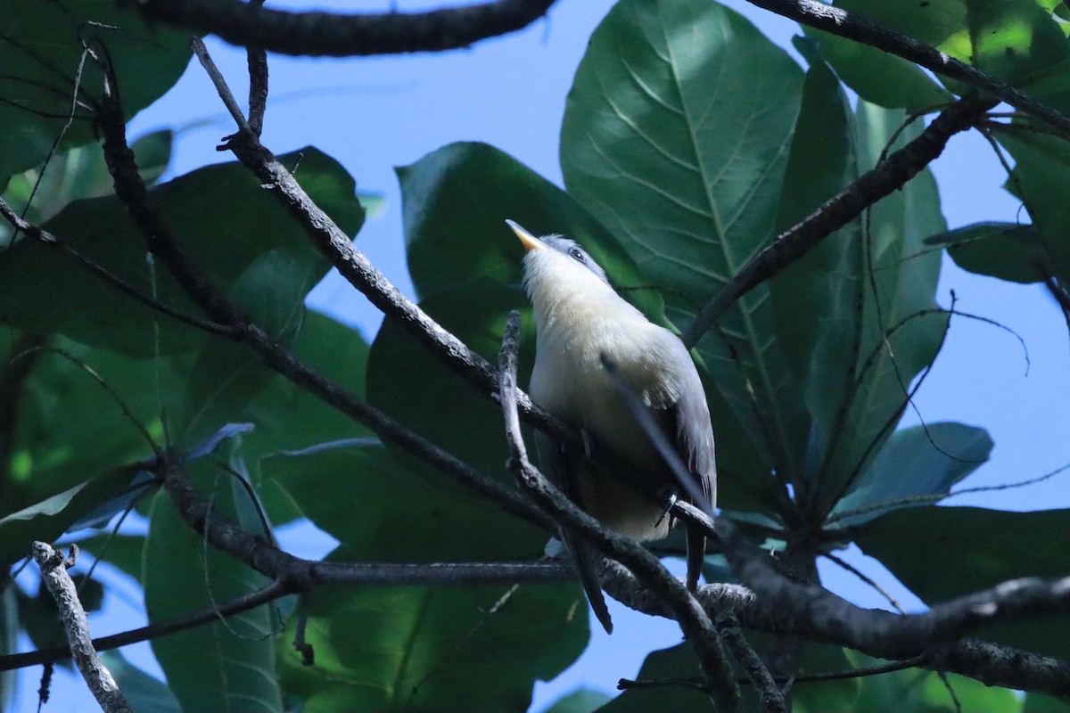 Mangrove Cuckoo - Susano Medina