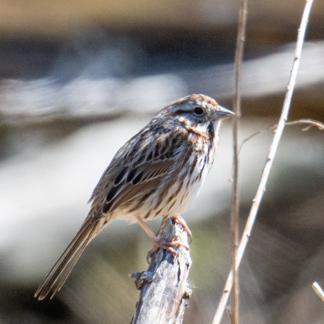 Song Sparrow - Dave Archbell