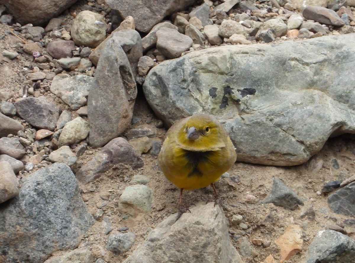 Greenish Yellow-Finch - ML617786324