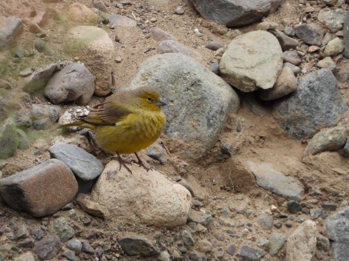 Greenish Yellow-Finch - ML617786326