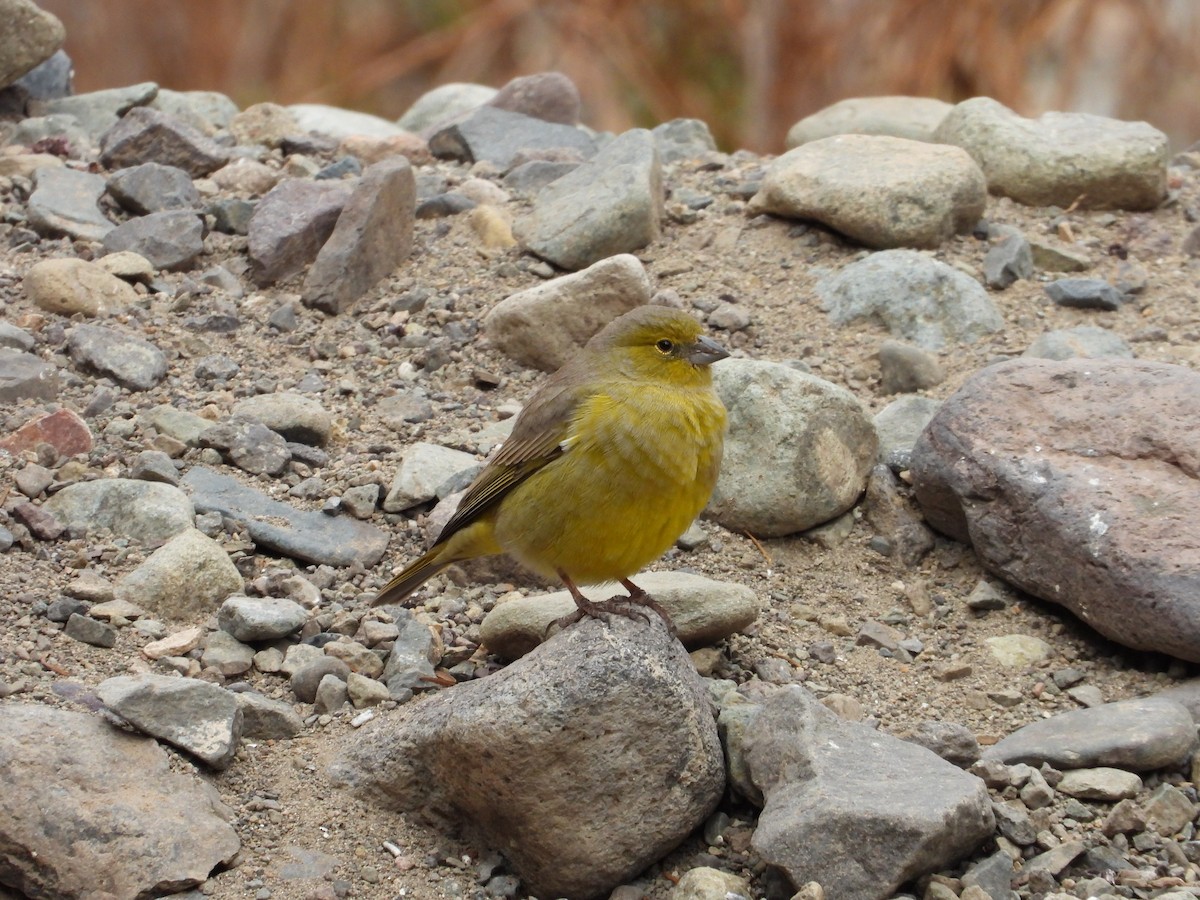 Greenish Yellow-Finch - Saskia Hostens