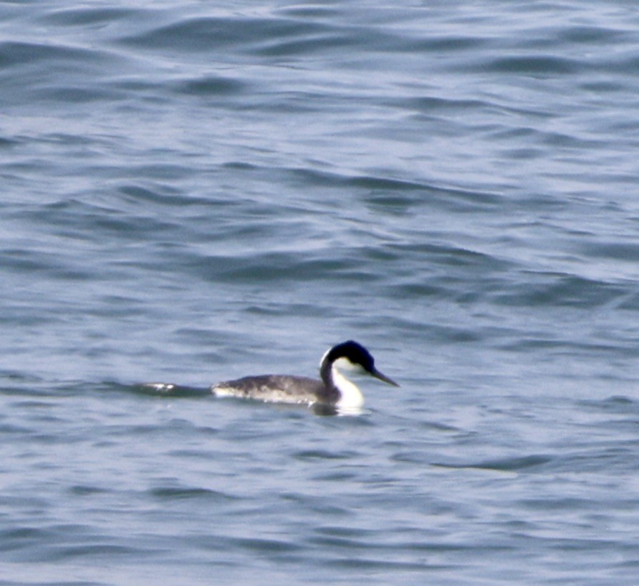 Western Grebe - ML617786343