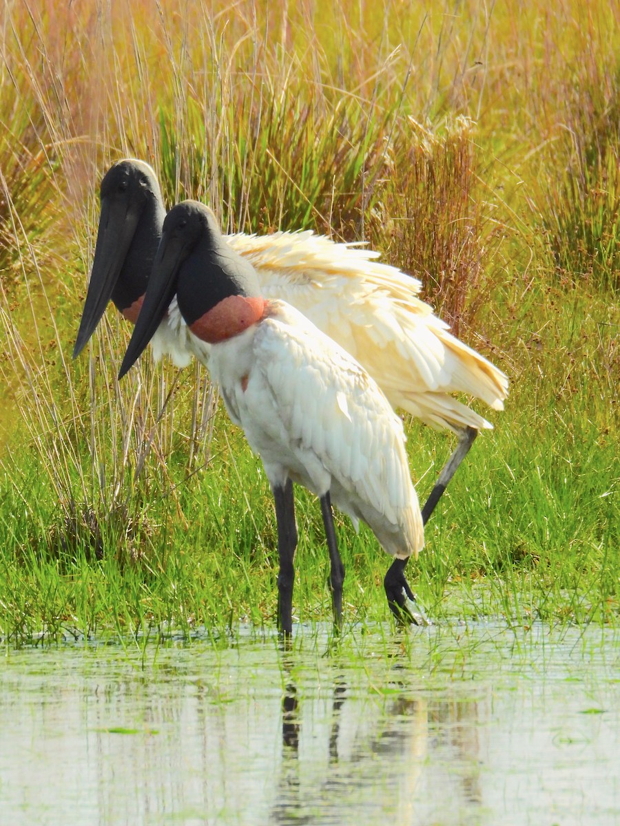 Jabiru - ML617786410