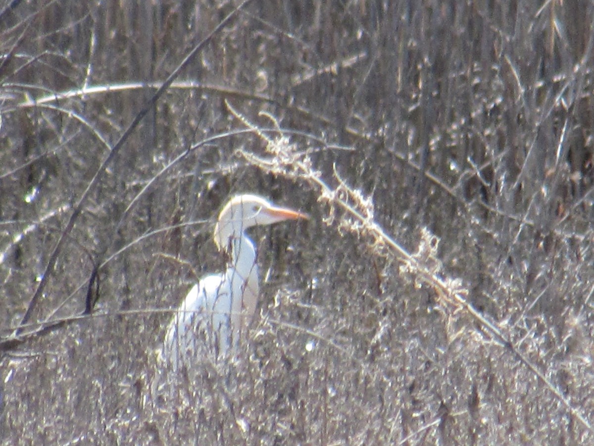 Western Cattle Egret - ML617786451