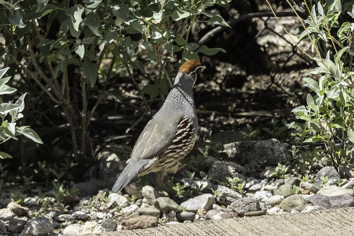 Gambel's Quail - ML617786533