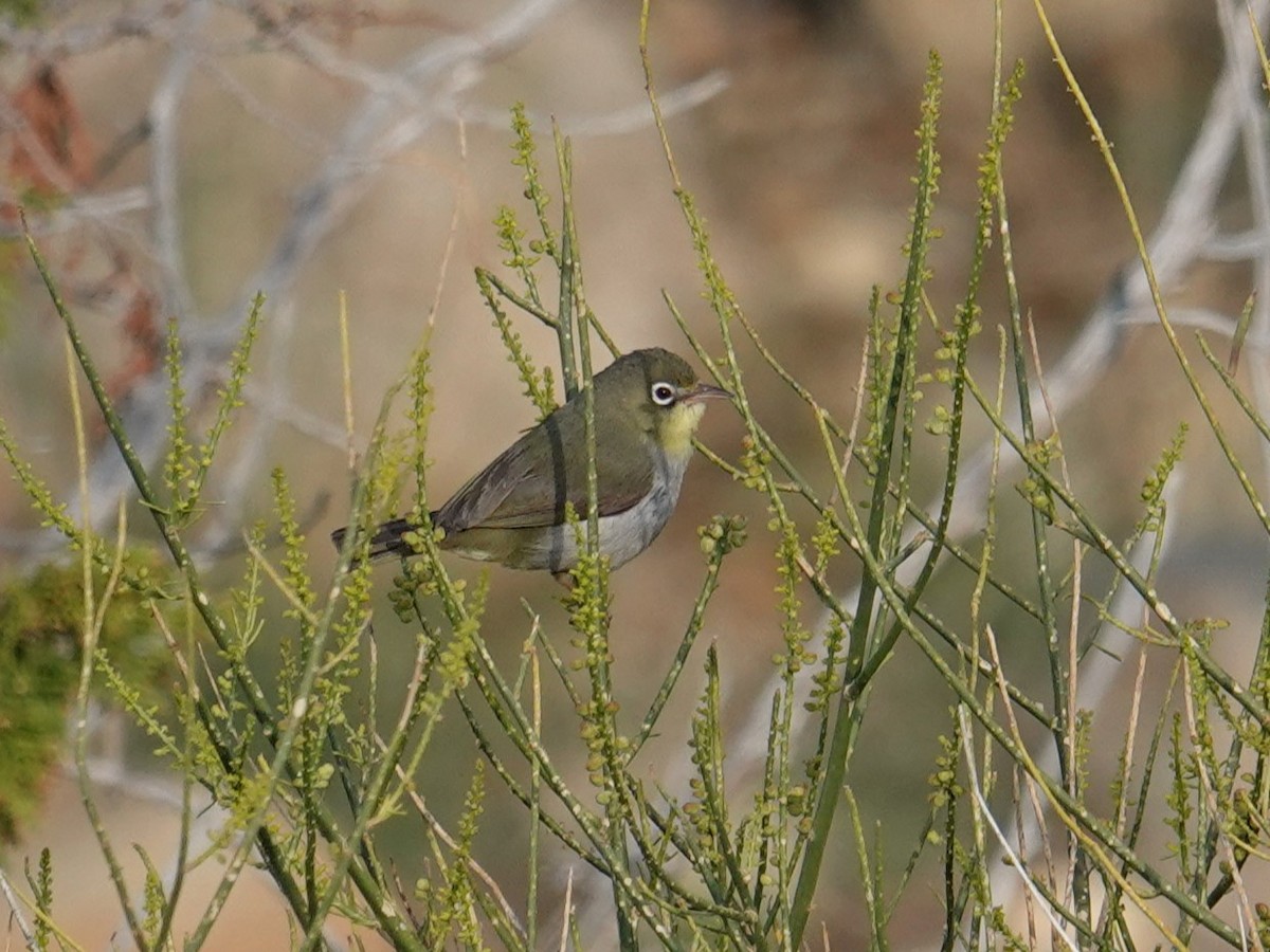 Abyssinian White-eye - Steve Kornfeld