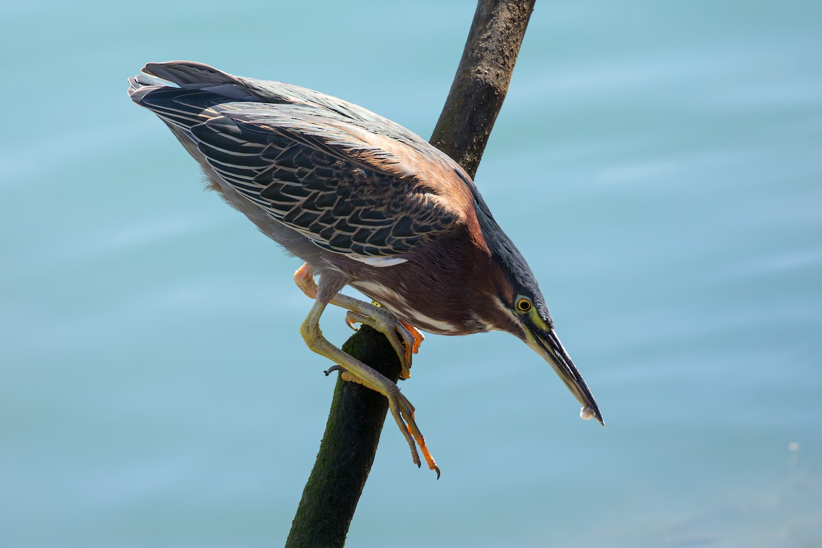 Green Heron - ML617786552