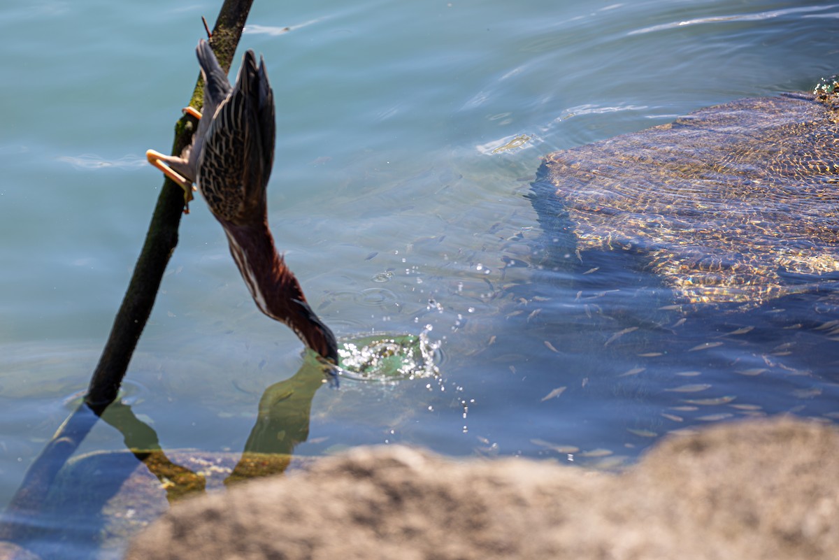 Green Heron - ML617786556