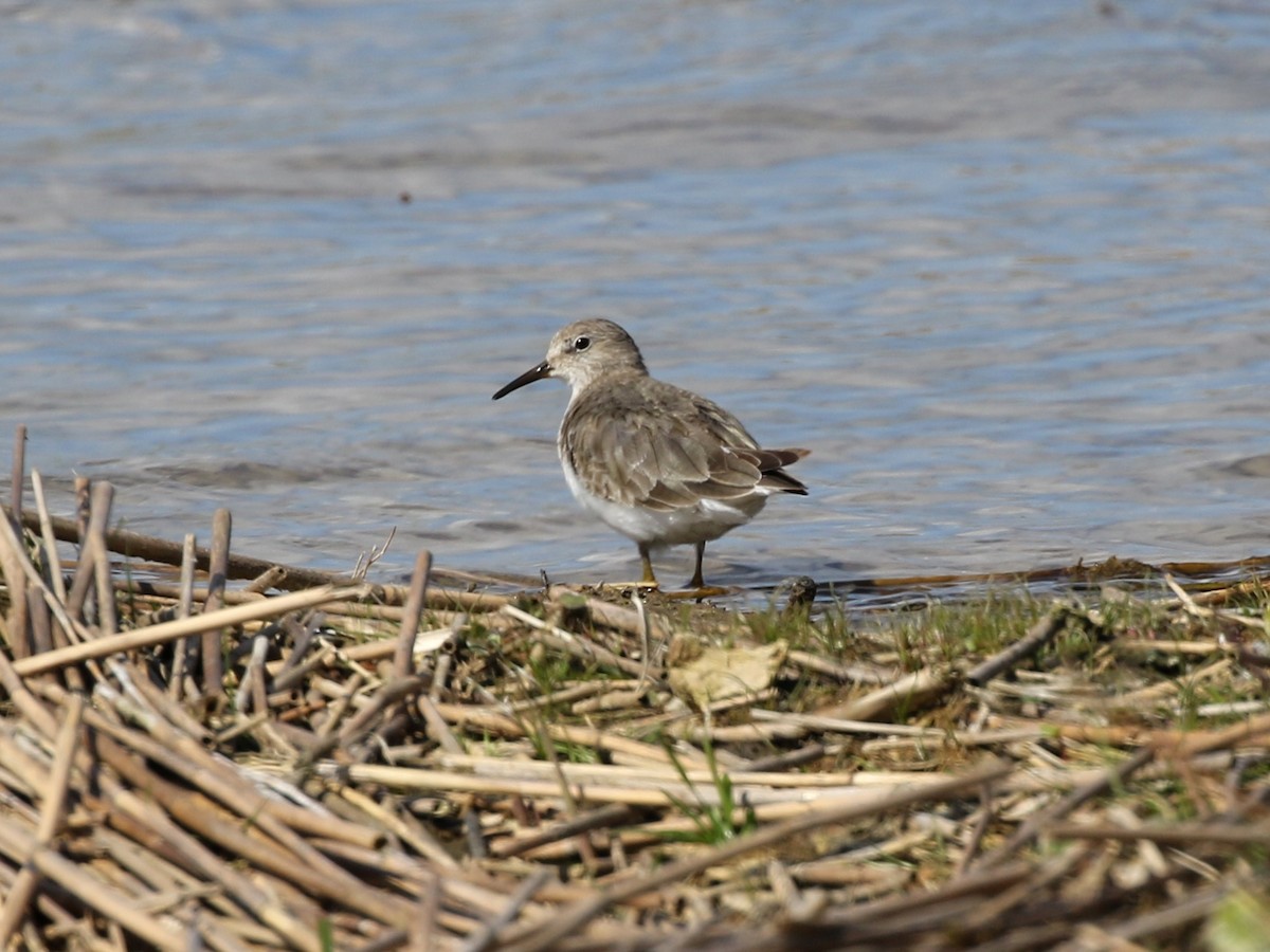 Temminck's Stint - ML617786592