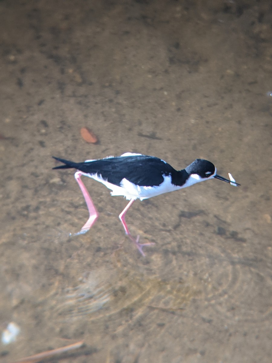 Black-necked Stilt - ML617786594