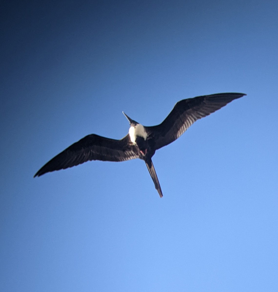 Magnificent Frigatebird - ML617786602