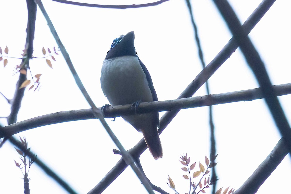 Visayan Broadbill - ML617786603