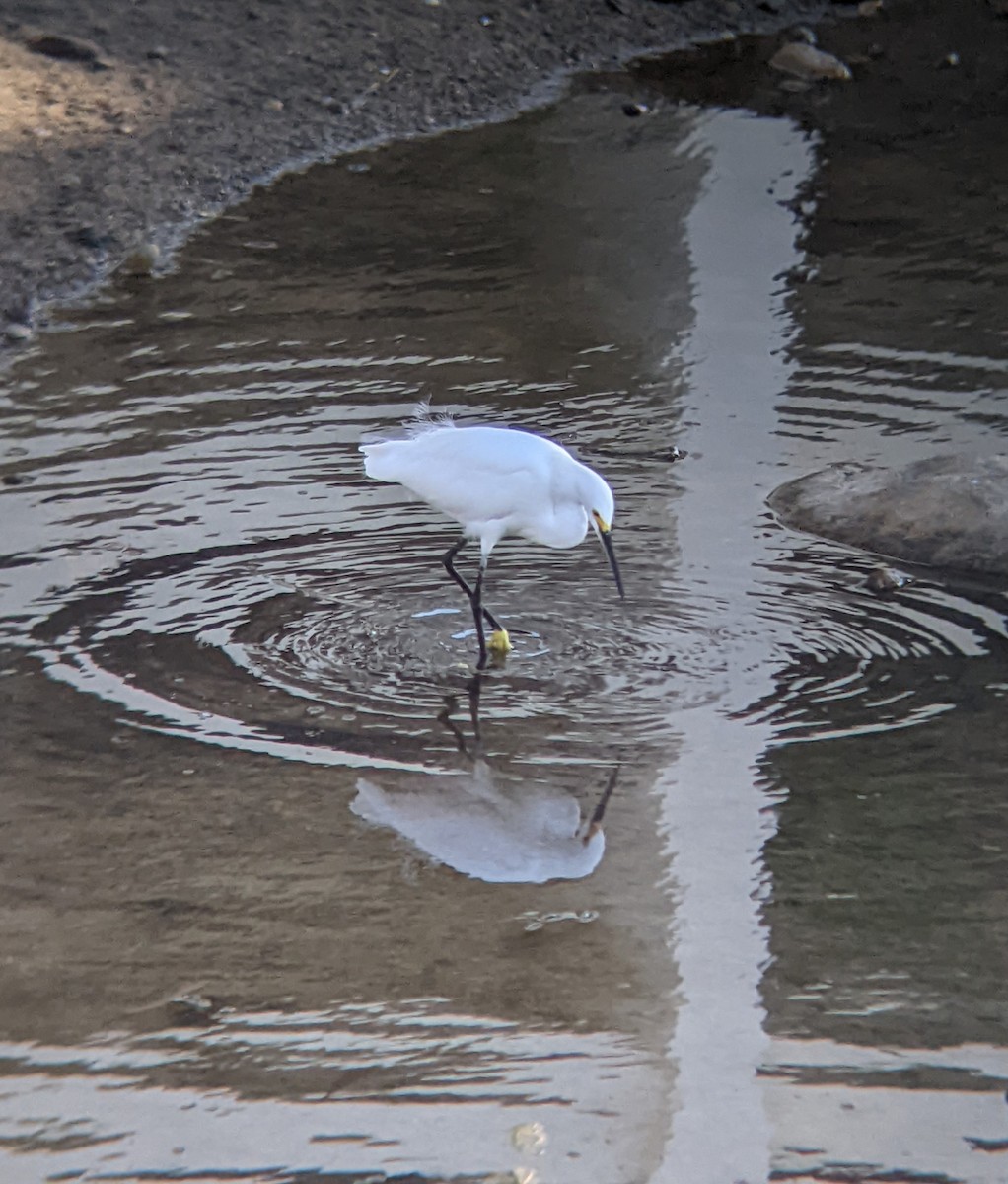 Snowy Egret - ML617786626