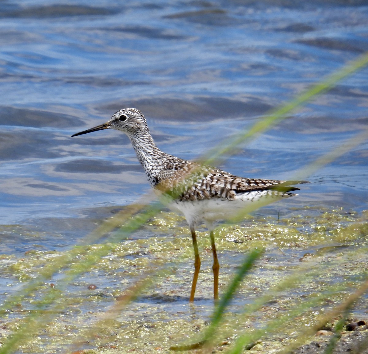 gulbeinsnipe - ML617786633