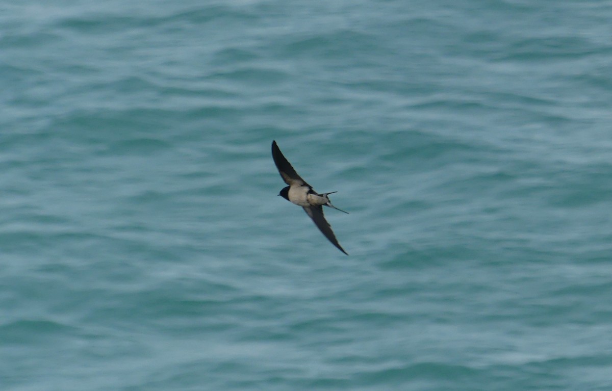 Barn Swallow - Peter Nason