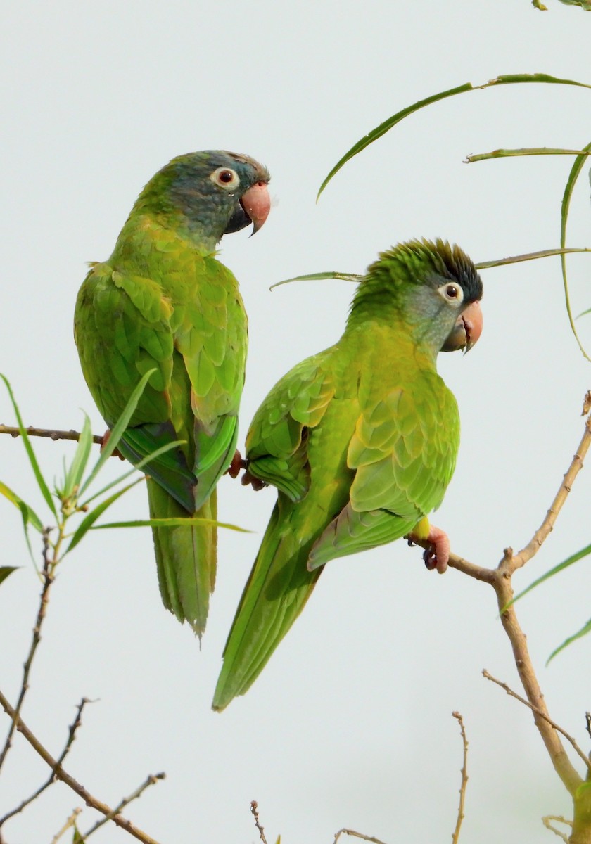 Blue-crowned Parakeet - ML617786651