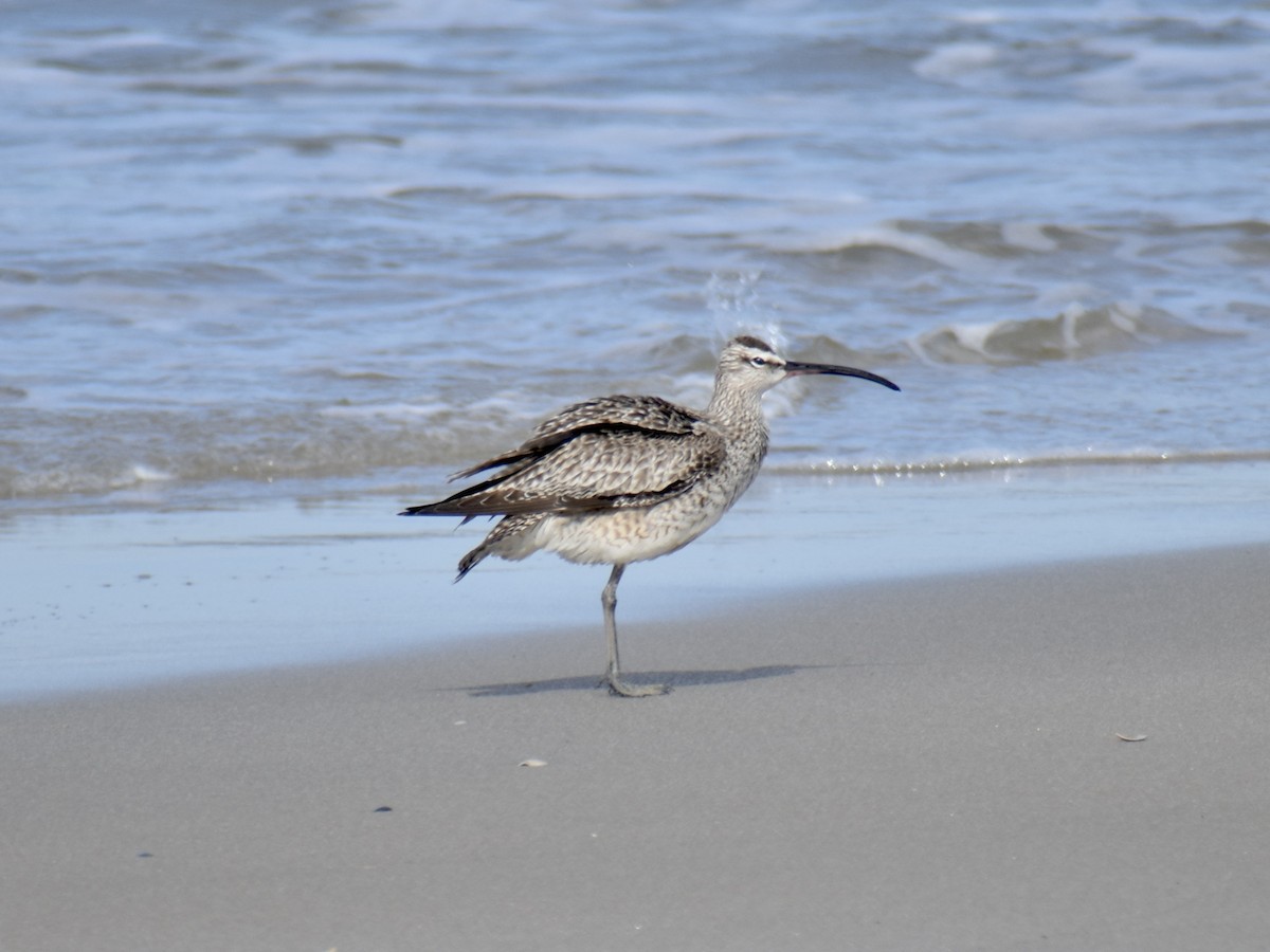 Whimbrel (Hudsonian) - Trevor MacLaurin