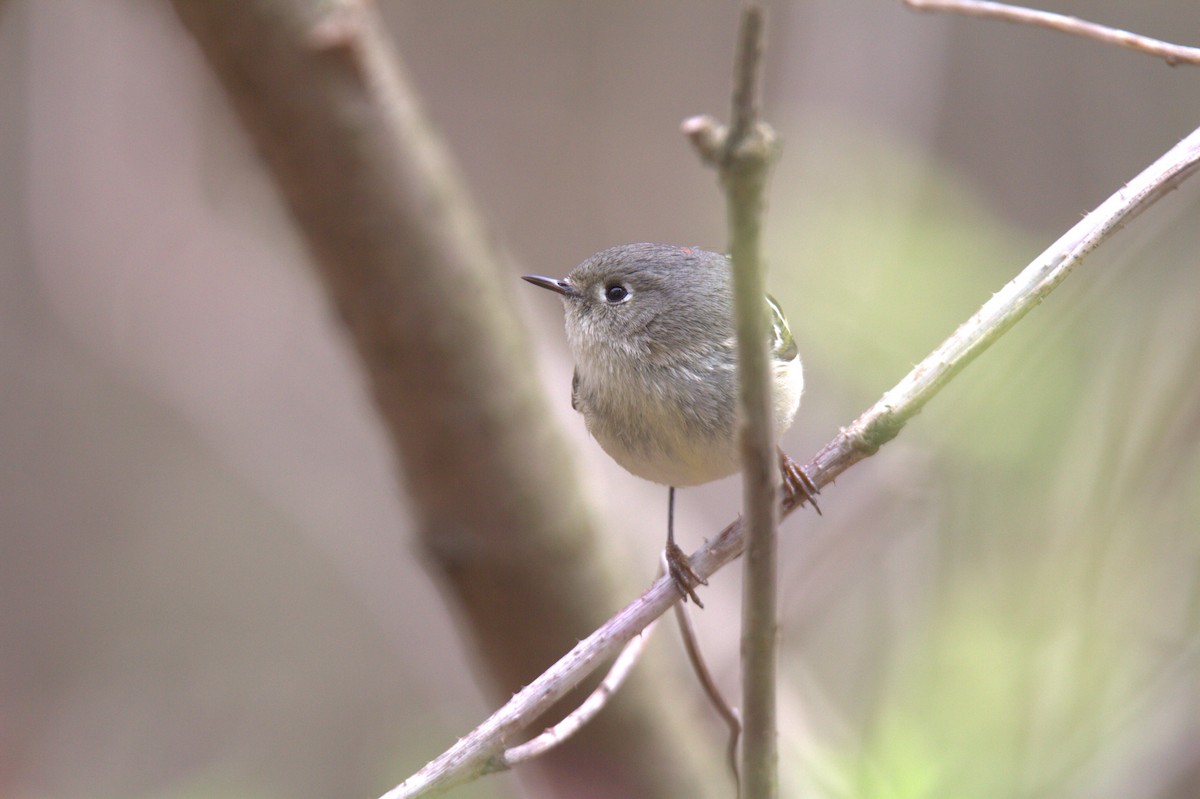 Ruby-crowned Kinglet - ML617786671