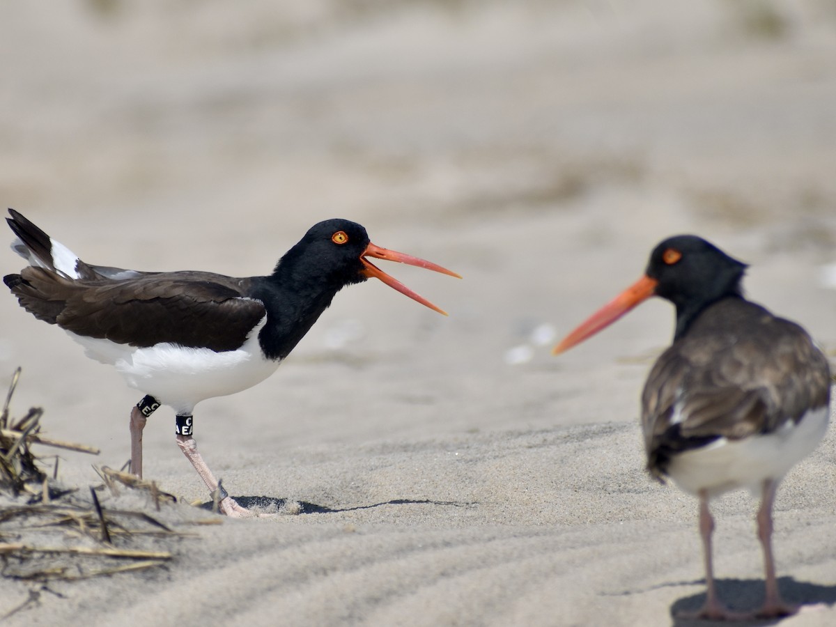 American Oystercatcher - Trevor MacLaurin