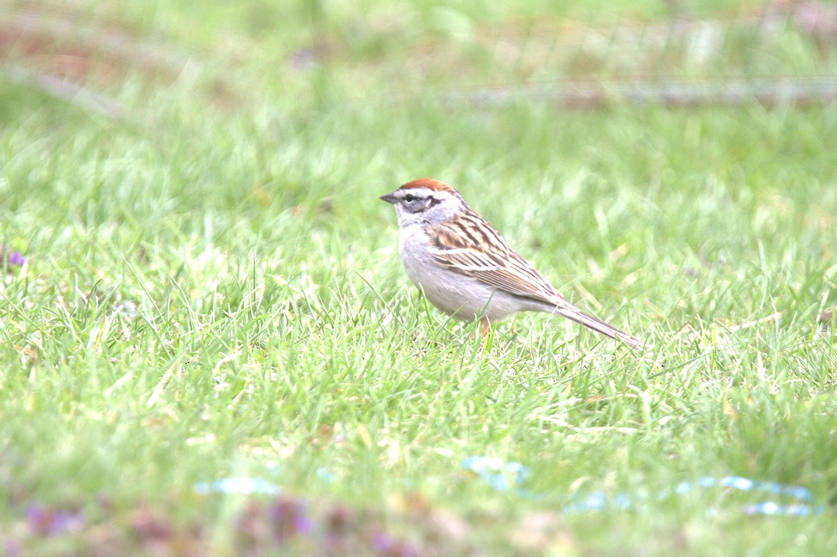 Chipping Sparrow - ML617786689