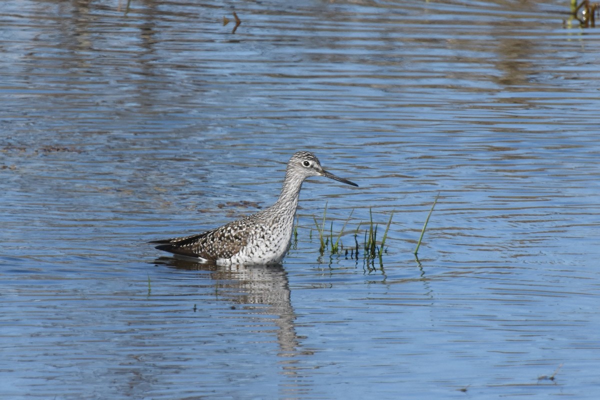 Greater Yellowlegs - ML617786690