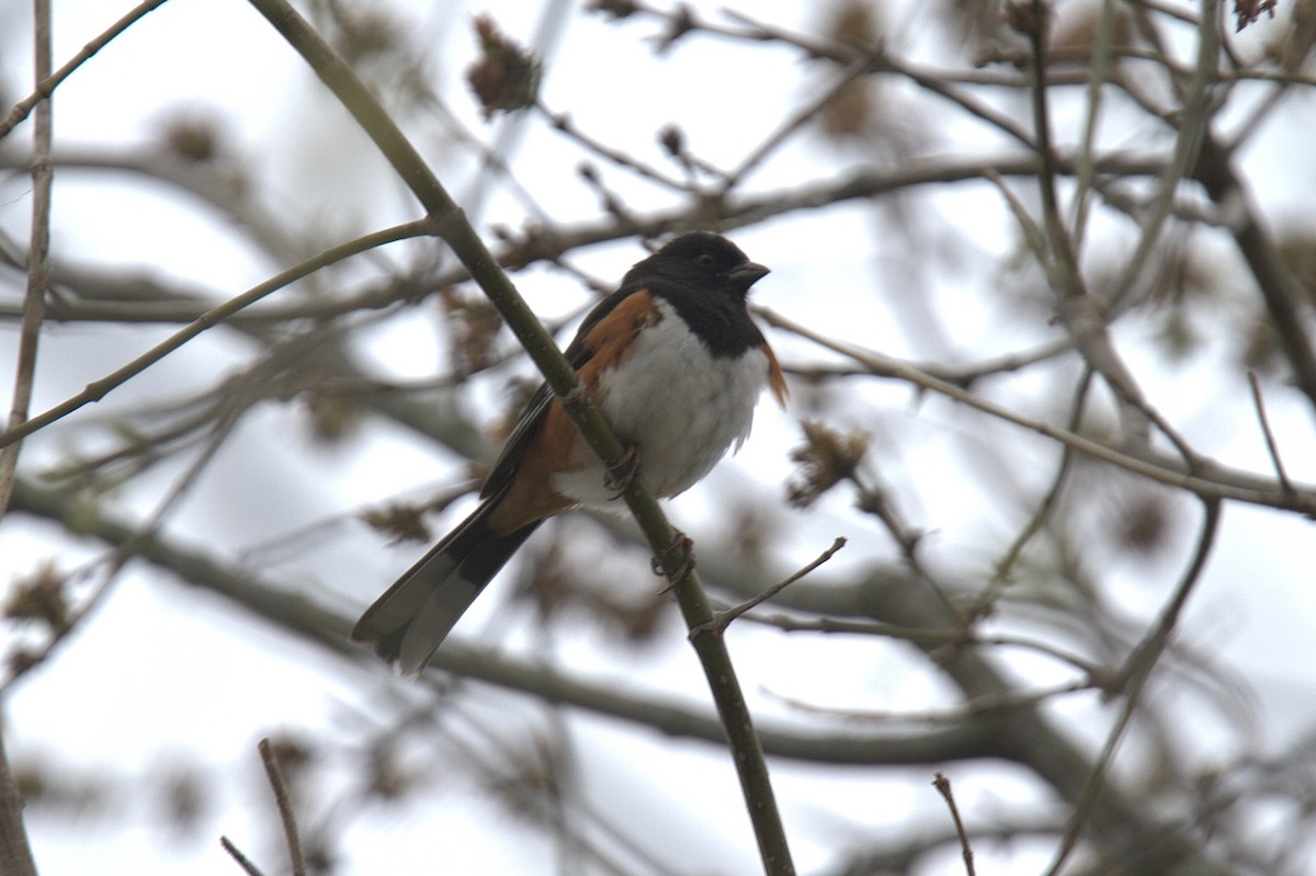 Eastern Towhee - ML617786700